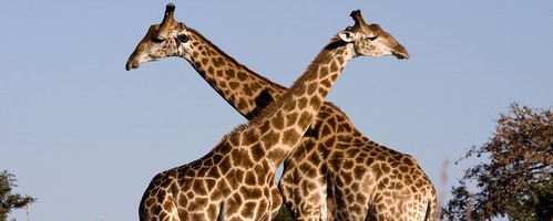 2-giraffes-hd-wallpaper